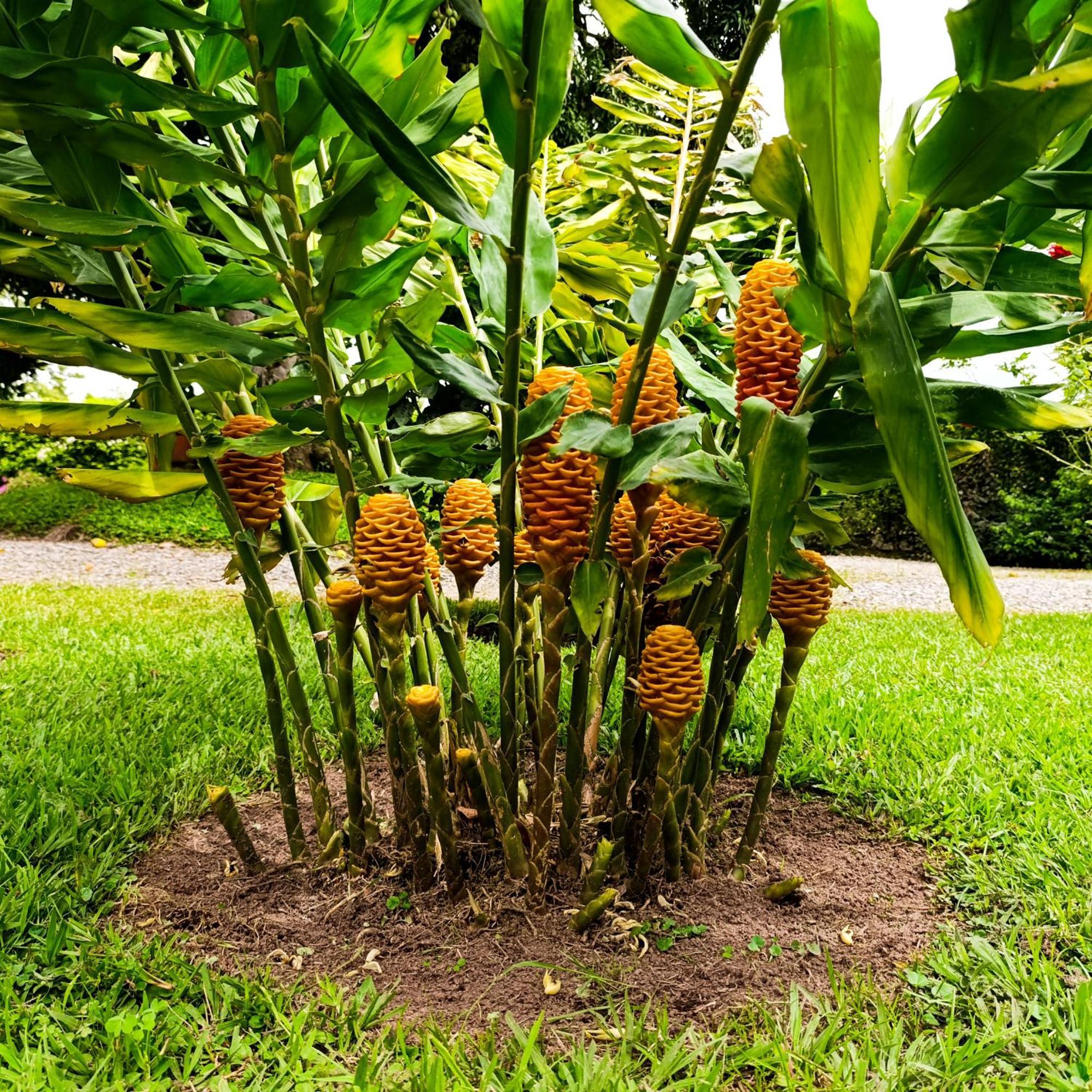 Hotel Campestre Los Mangos Quimbaya Exterior photo